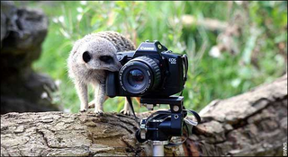 Illustration for article titled Meerkats - Better at Acting in Nature Shows than Photography